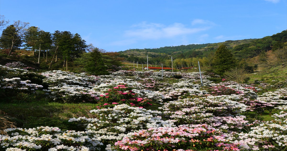 俵山しゃくなげ園