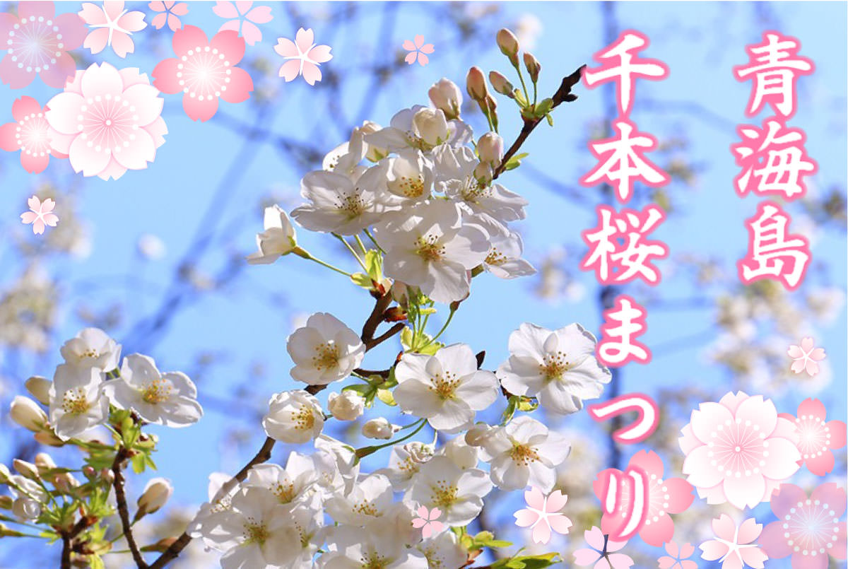 青海島千本桜まつり