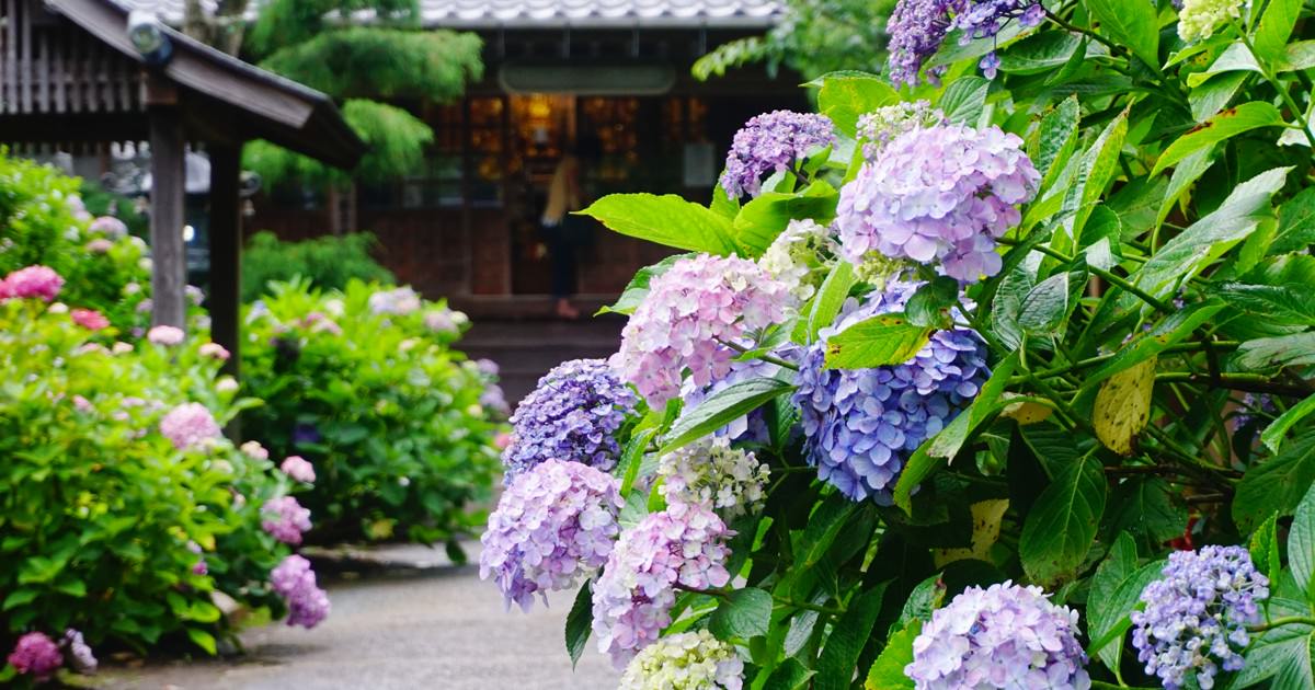 20160624_向徳寺