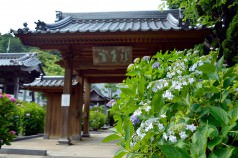 2017年6月16日向徳寺メイン