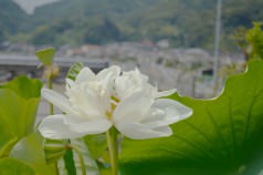2017/08/08アオバス